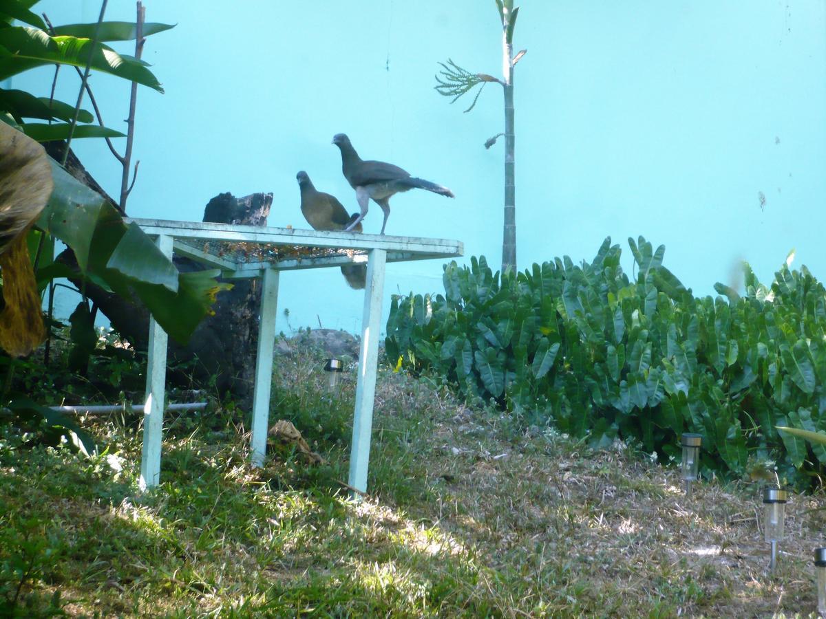 Dos Palmitos Bed And Breakfast Panama City Exteriör bild